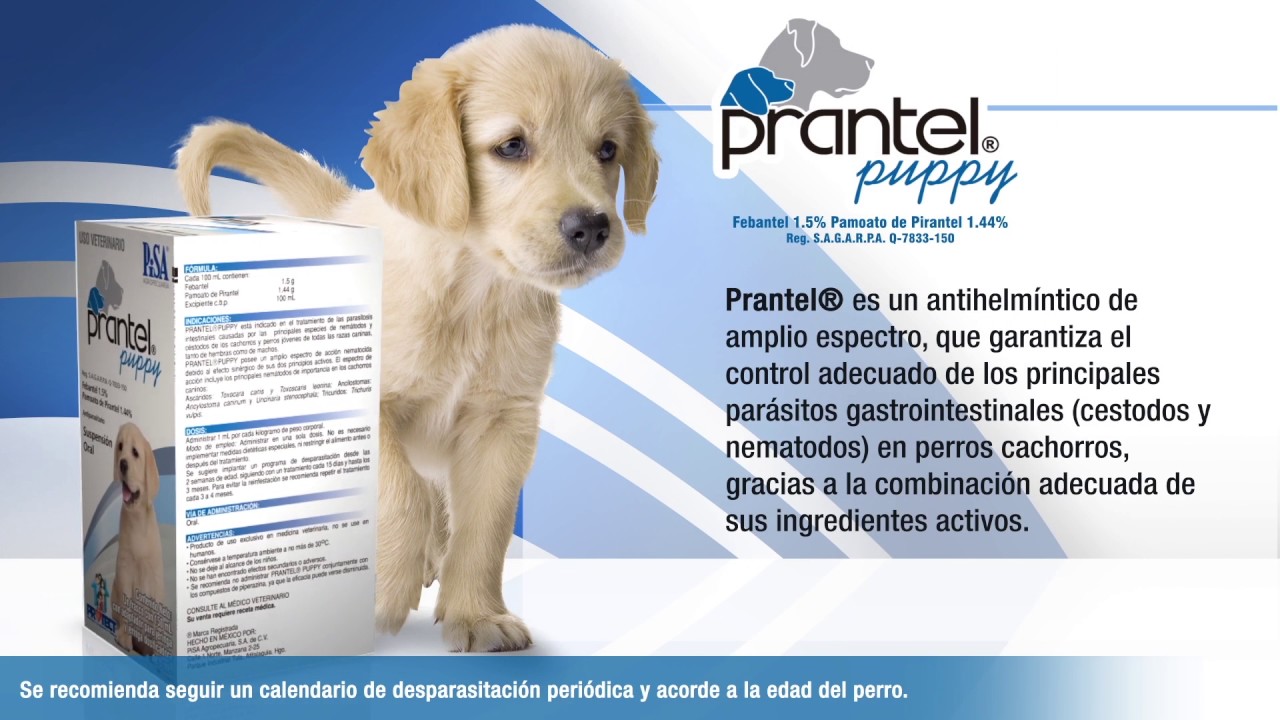 Prantel puppy 